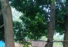 छत्तीसगढ़ में आंधी-तूफान का कहर: आकाशीय बिजली गिरने से 5 मवेशियों की मौत* राजमन नाग